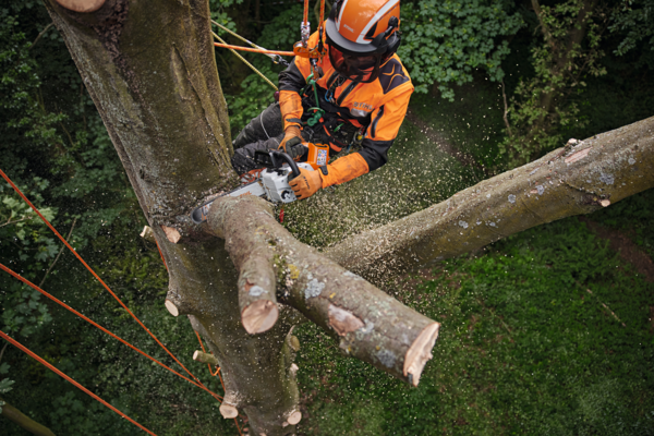 Professioneller Baumpfleger sägt Ast mit STIHL Motorsäge in bewaldeter Umgebung