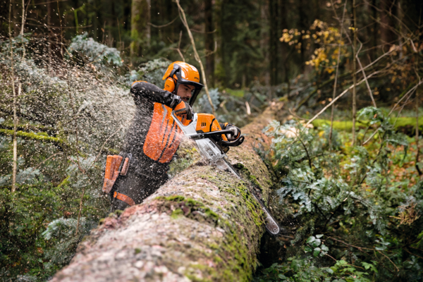 Holzfäller mit STIHL MS 500i Kettensäge sägt Baum in Wald