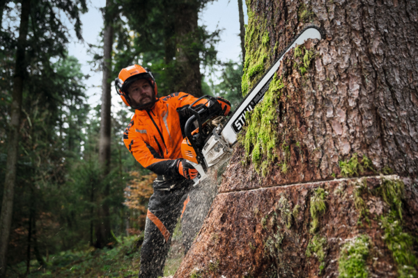 Forstarbeiter fällt Baum mit STIHL MS 500i Kettensäge im Wald