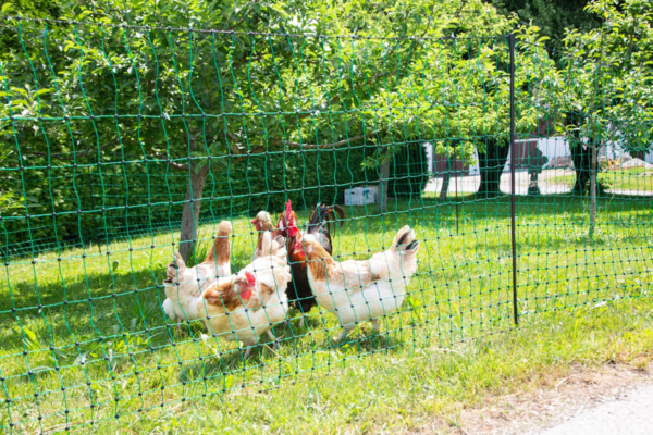 Hühner hinter einem grünen Geflügelnetz in einem sonnigen Garten