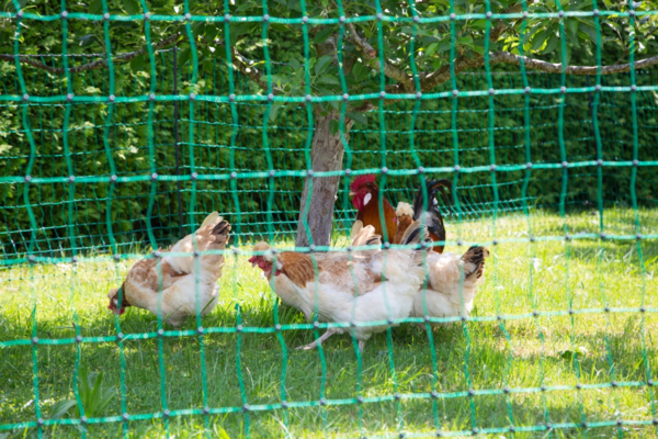 Hühner im grünen Geflügelnetz im Garten, Netz mit Doppelspitze um Baum