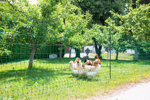 Hühner hinter grünem Geflügelnetz in einem sonnigen Garten