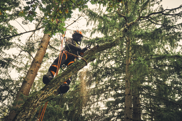 Professioneller Baumpfleger verwendet Motorsäge in einem Baum
