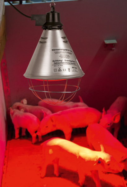 Infrarot-Wärmestrahler aus Aluminium über Ferkeln in einem Stall