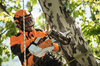 Baumpfleger verwendet STIHL MSA 161 T Akku-Kettensäge bei der Baumpflege