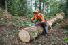 Waldarbeiter mit STIHL Motorsäge schneidet Baumstamm im Wald
