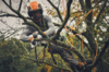 Professioneller Baumpfleger schneidet Ast mit STIHL Motorsäge