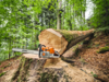 STIHL MS 881 Kettensäge auf Baumstamm in Wald