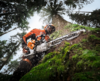 Forstarbeiter mit STIHL MS 500i Kettensäge beim Baumfällen im Wald