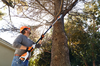 Mann verwendet STIHL Hochentaster zur Baumpflege im Garten