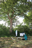 Person in Schutzkleidung entfernt mit Remarc Spezialsauger EPS Nester von Eichenprozessionsspinner