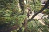 Professioneller Baumpfleger mit STIHL Motorsäge in einem Baum vor modernem Gebäude
