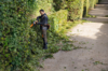 Professioneller Gärtner schneidet Hecke mit Stihl Akku-Heckenschere in einem Garten