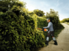 Professioneller Gärtner schneidet Hecke mit STIHL HS 82 R Heckenschere