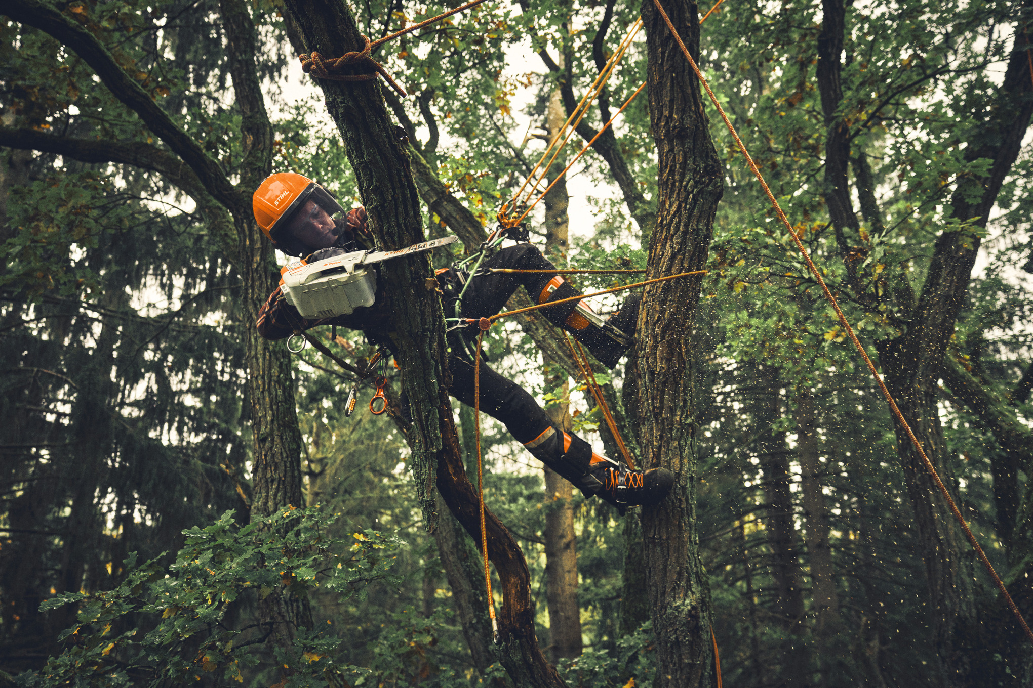 Professioneller Baumpfleger arbeitet mit Akku-Motorsäge an Baum im Wald