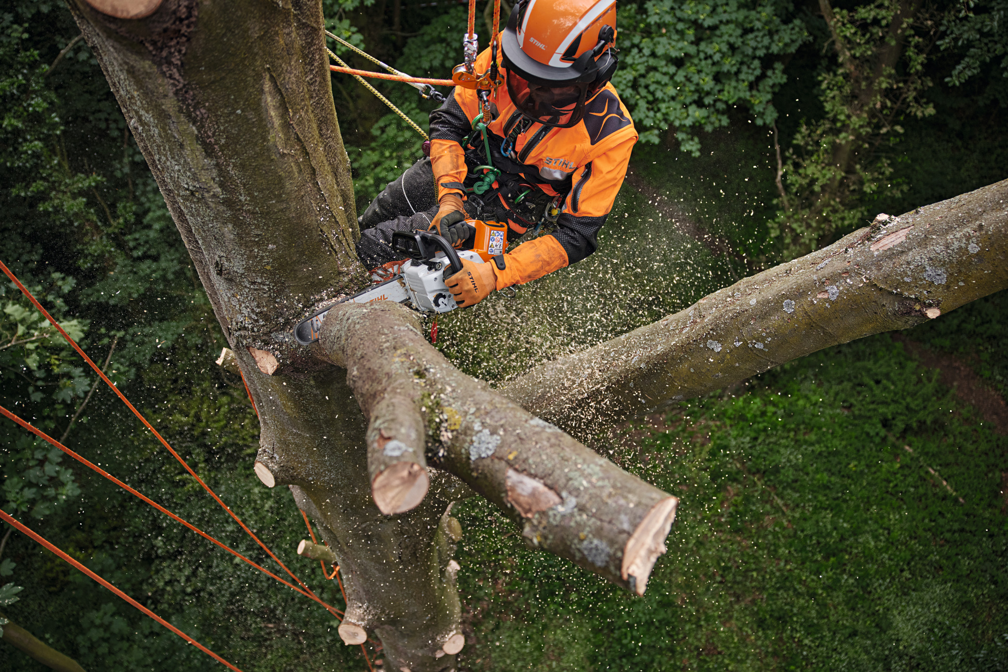 Professioneller Baumpfleger sägt Ast mit STIHL Motorsäge in bewaldeter Umgebung