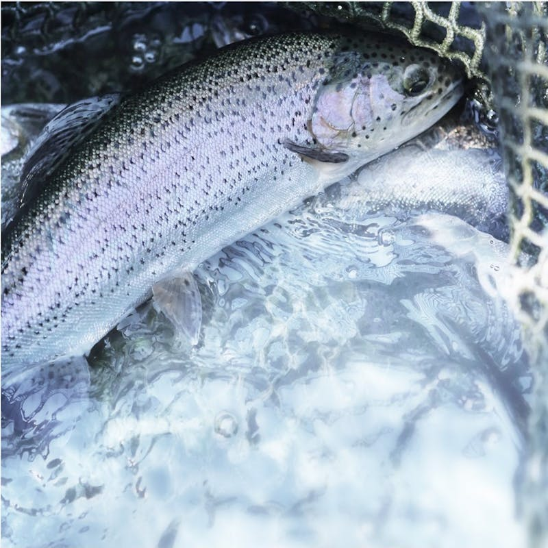 Nahaufnahme einer Forelle im Netz unter Wasser
