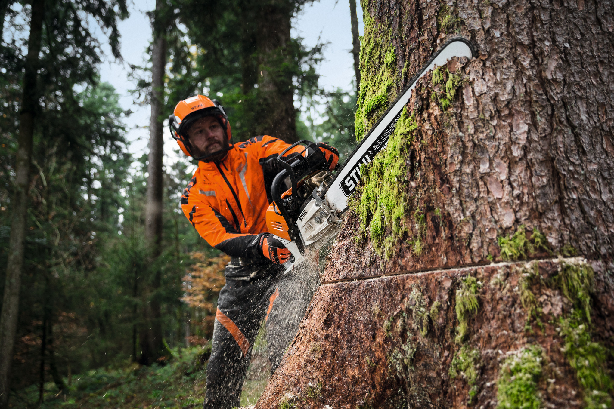 Forstarbeiter fällt Baum mit STIHL MS 500i Kettensäge im Wald