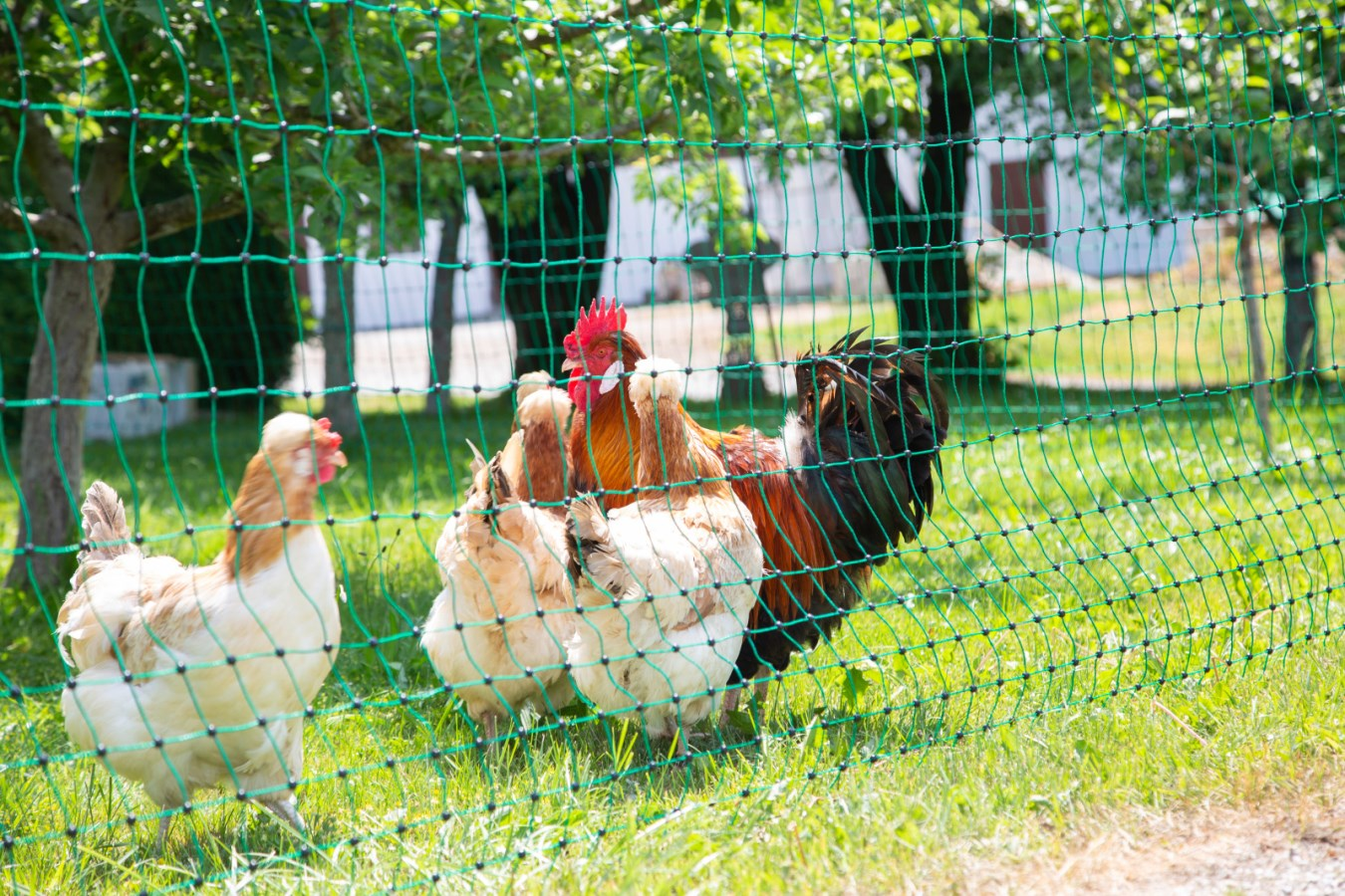 Hühner hinter grünem Geflügelnetz in einem sonnigen Garten