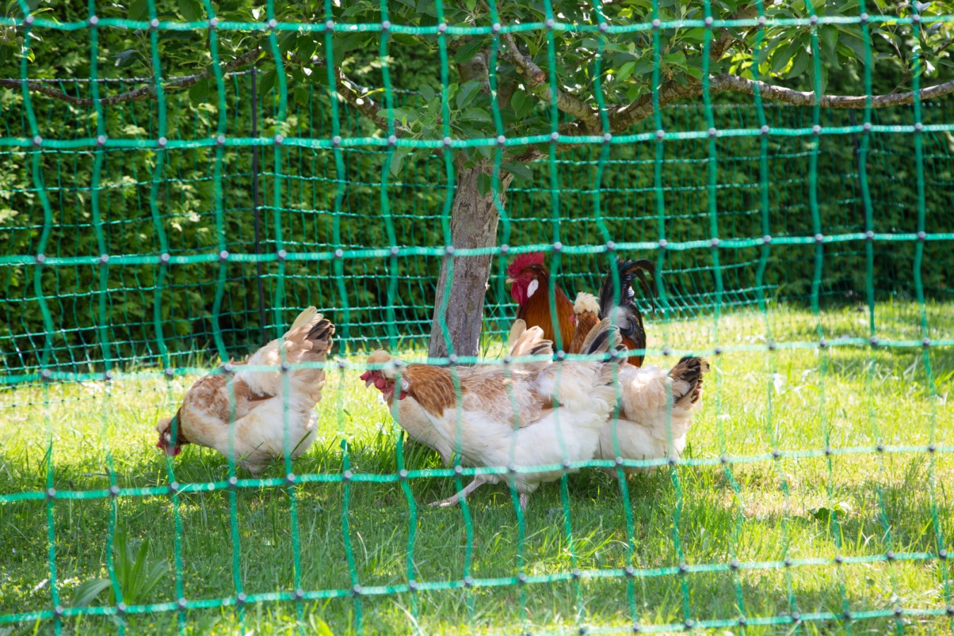 Hühner im grünen Geflügelnetz im Garten, Netz mit Doppelspitze um Baum