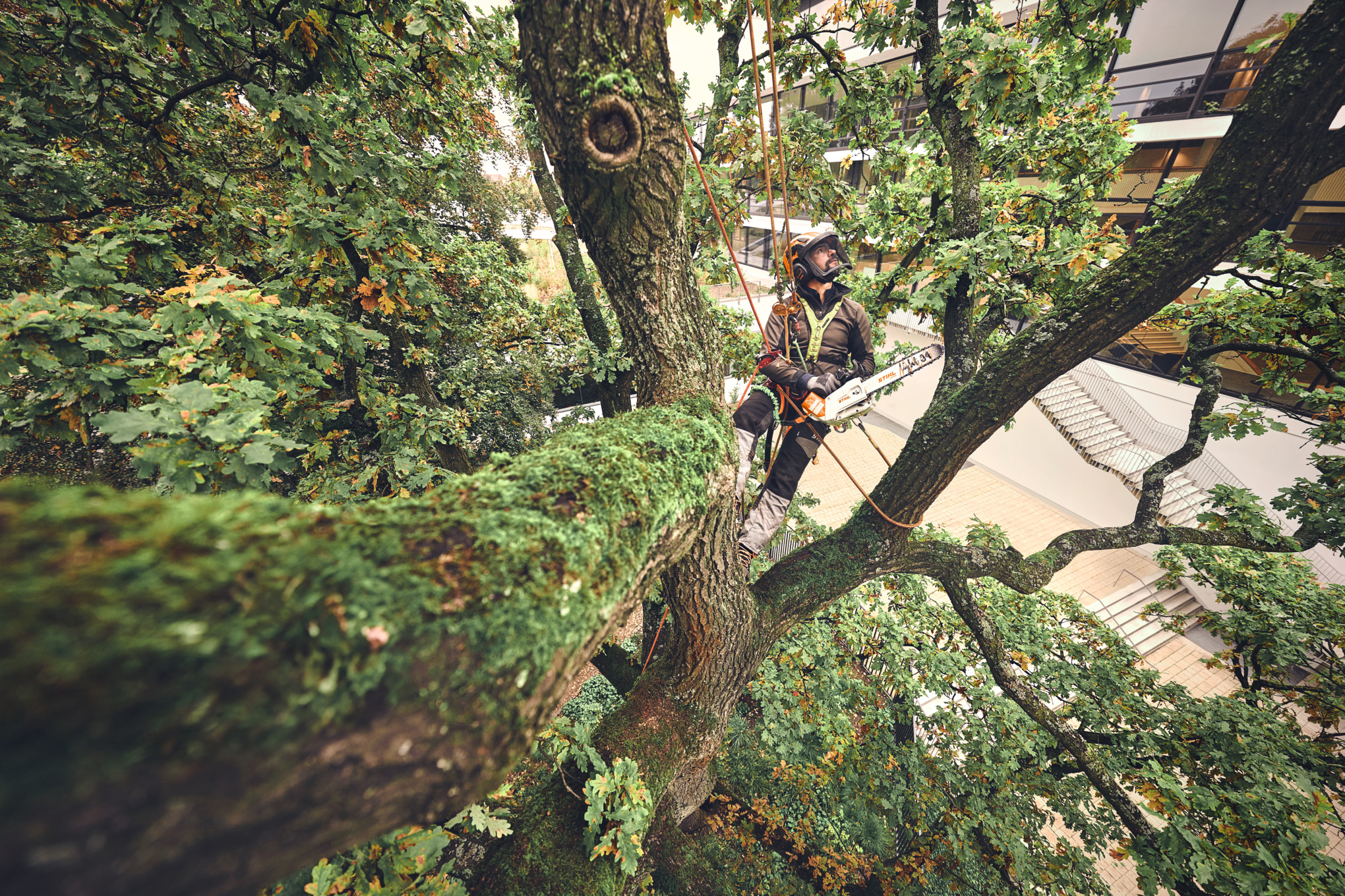 Professioneller Baumpfleger mit STIHL Motorsäge in einem Baum vor modernem Gebäude