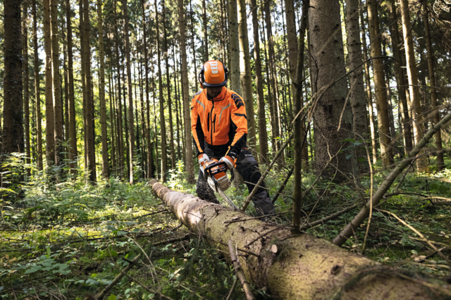 Person in Schutzausrüstung sägt Baumstamm im Wald mit Motorsäge